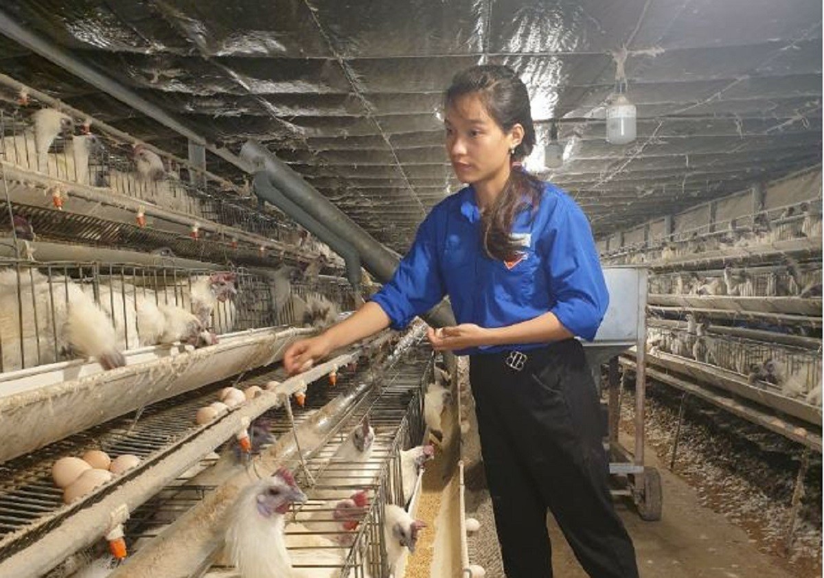 
Chị Phạm Thị Nhân trong trang trại gà của mình
