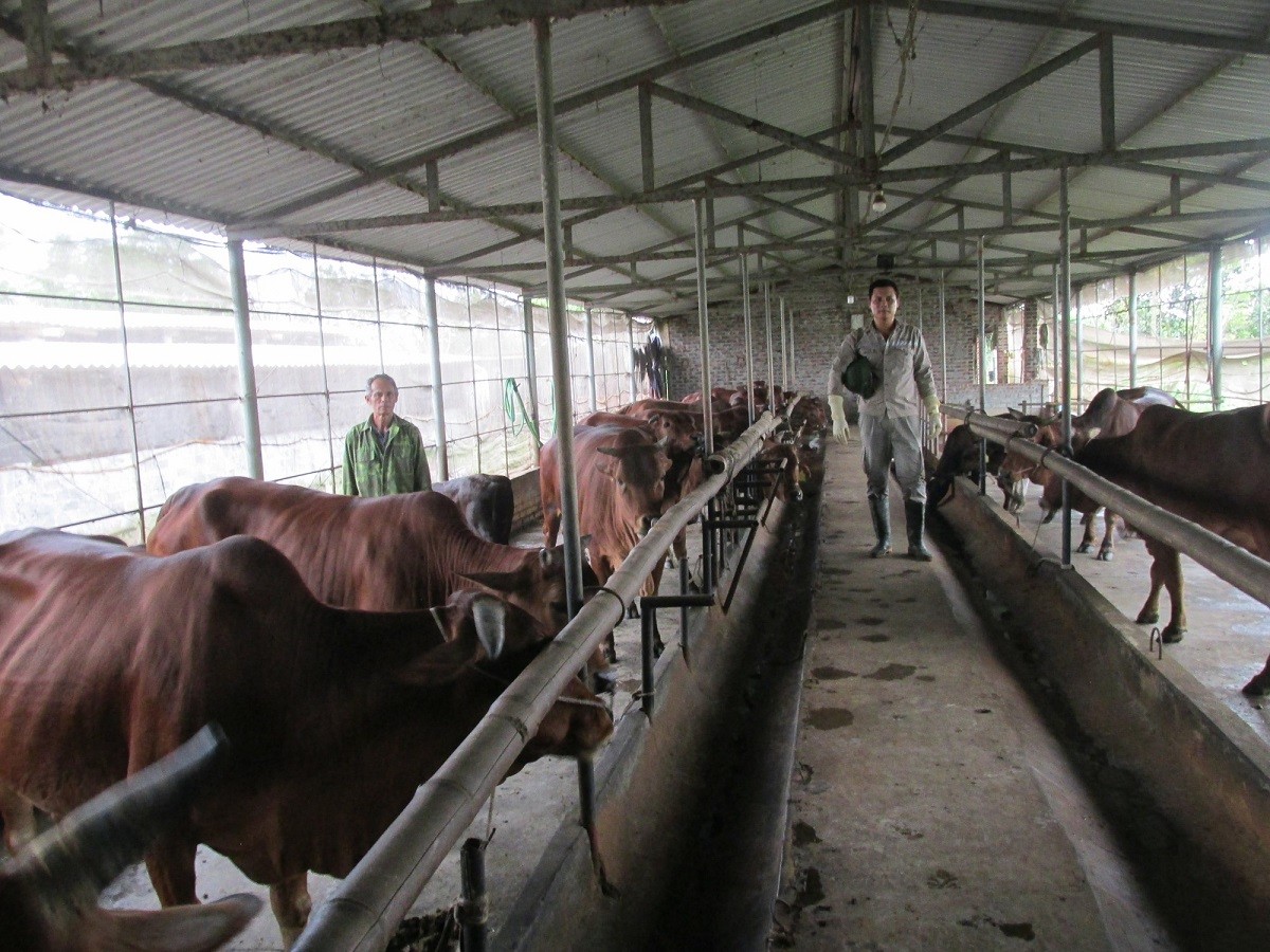 
Anh nông dân Đặng Văn Hưng bên trang trại nuôi bò theo mô hình nhốt chuồng của gia đình
