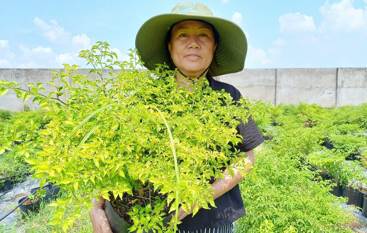 
Trong quá trình trồng ớt charapita, chị Kim Xuân đã không ngắt ngọn để đẻ nhánh mà những cây ớt giống bởi vì được chăm bón với chế độ dinh dưỡng tốt sẽ đâm nhánh và phát triển bình thường
