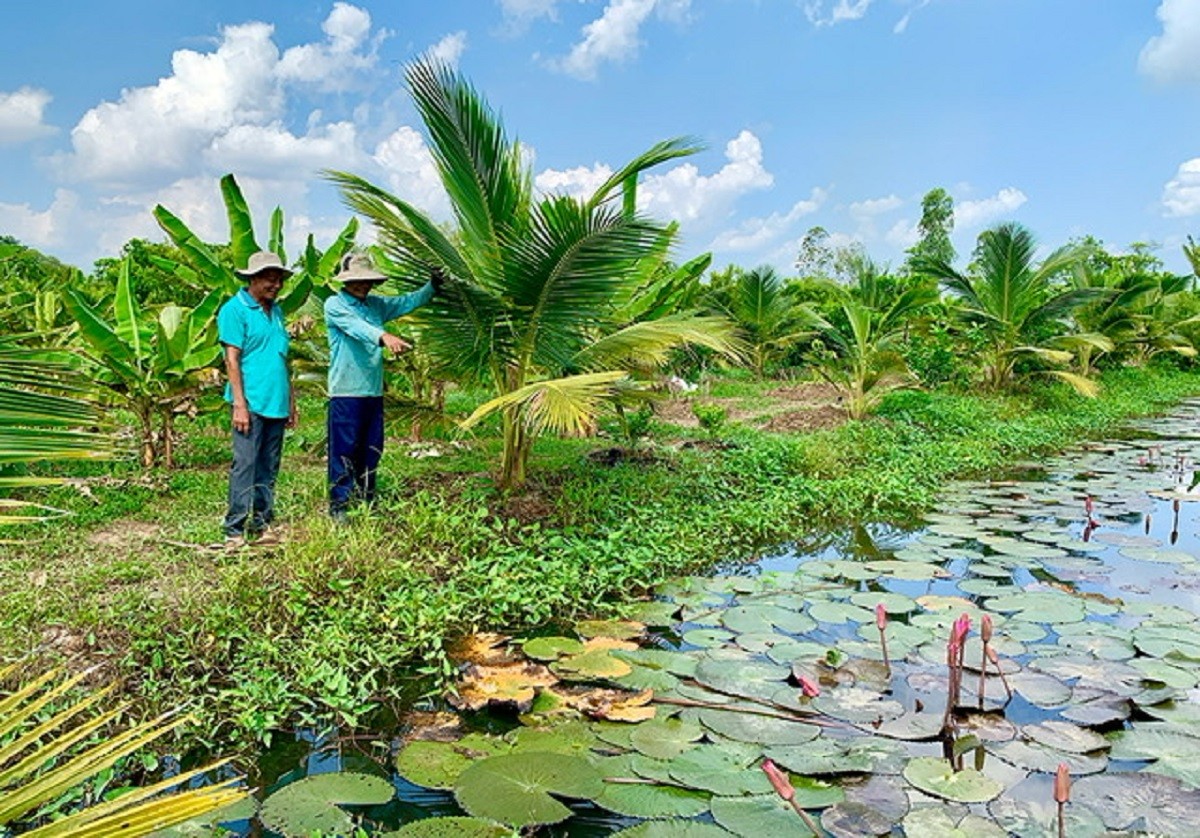 
Hơn một năm trước, diện tích đất rộng 4.000m2 của ông Nguyễn Ngọc Chẵng (trú tại ấp Bình Phú 2, xã Bình Hòa) vẫn còn canh tác 3 vụ lúa
