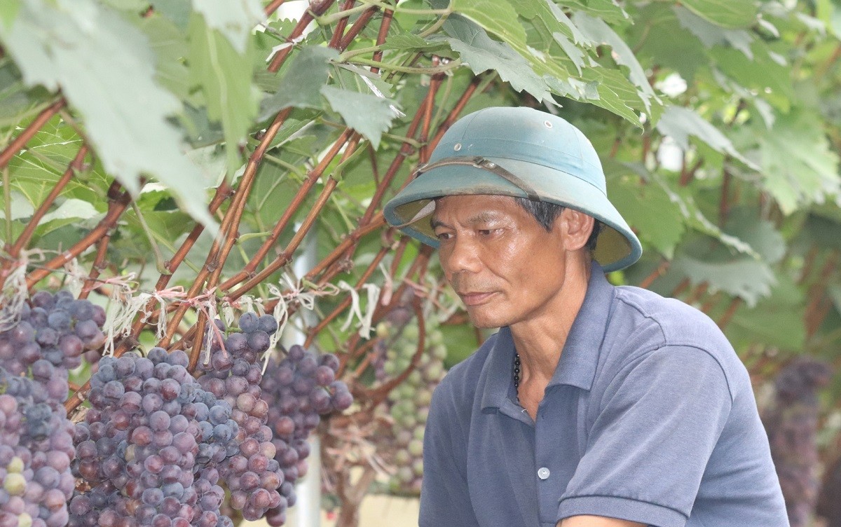 
Mô hình trồng nho Hạ Đen của ông Trần Ngọc Vượng - giám đốc Công ty TNHH Nông lâm nghiệp Sông Mã (Sơn La) nằm tại tại huyện Sông Mã, tỉnh Sơn La
