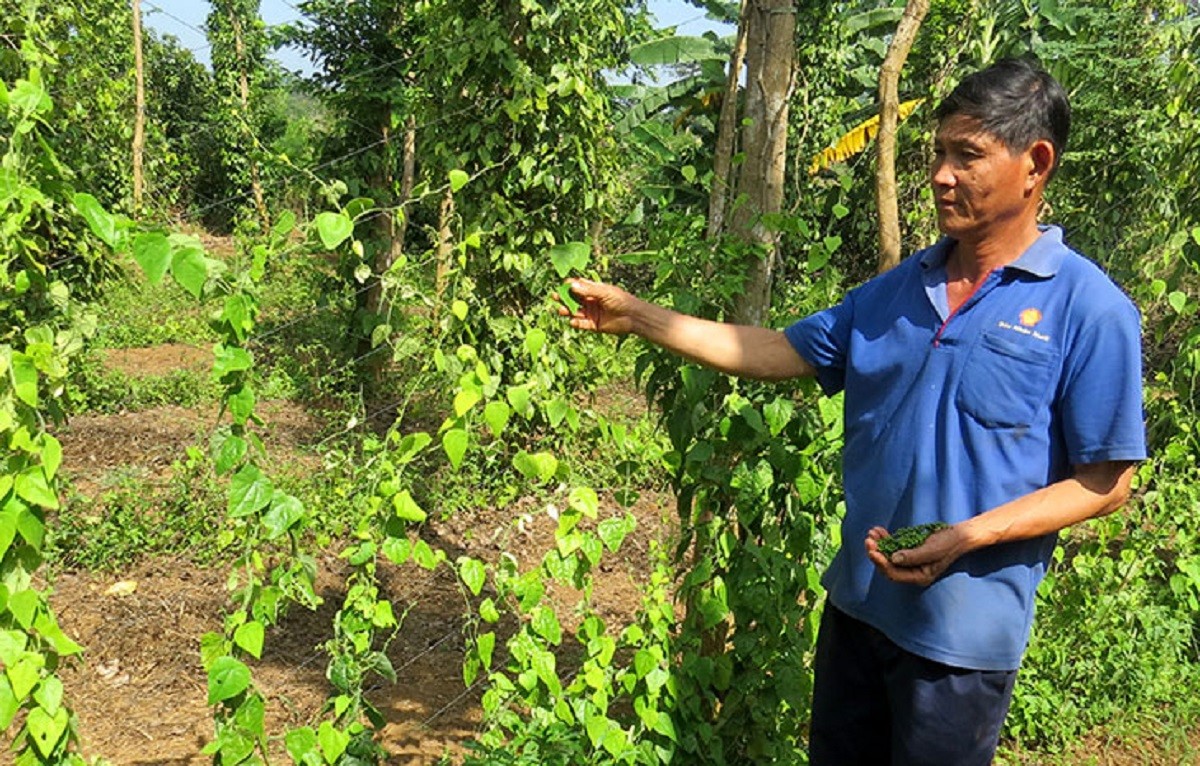 
Ông nông dân Phú Yên đầu tư đất trồng sâm Nam trong vườn tiêu, chỉ hái lá cũng bán được 60.000 đồng/kg
