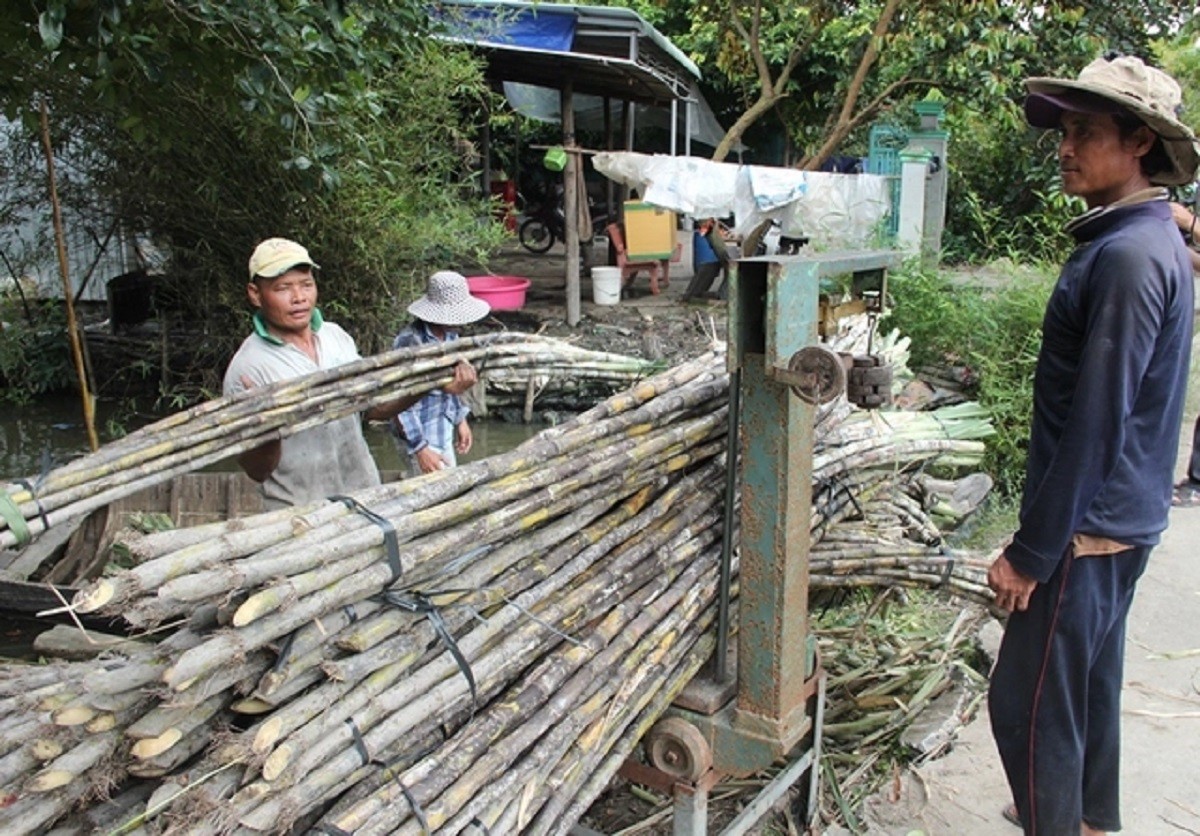 

Mía chục là hình thức bán bó 1 chục gồm 10 cây mía, người bán sẽ ước tính trọng lượng rồi quy theo mức giá đã được thống nhất, không cần cân và không có yêu cầu và chữ đường
