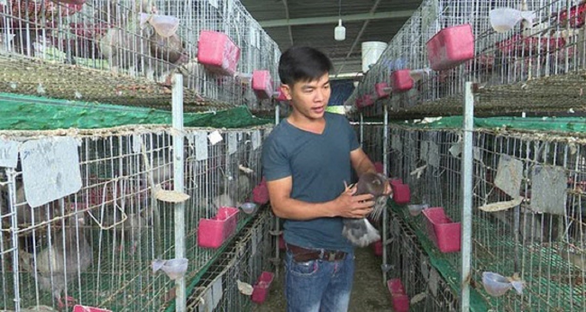 
Trang trại nuôi chim bồ câu Pháp của anh Hoàng nằm tại thôn Cần Lương, xã An Dân, huyện Tuy An, tỉnh Phú Yên
