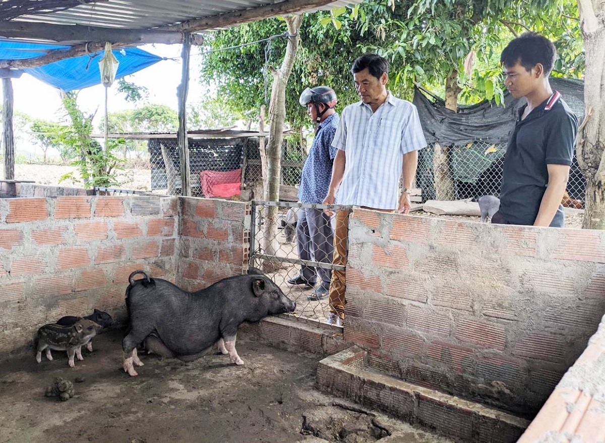 

Có thể thấy, sau gần 9 tháng triển khai, dự án ứng dụng tiến bộ khoa học - công nghệ phát triển mô hình giống heo đen trong vùng đồng bào dân tộc thiểu số (DTTS) ở huyện Dak Pơ - tỉnh Gia Lai đã gặt hái được những kết quả bước đầu từ đó giúp cho người dân thoát nghèo
