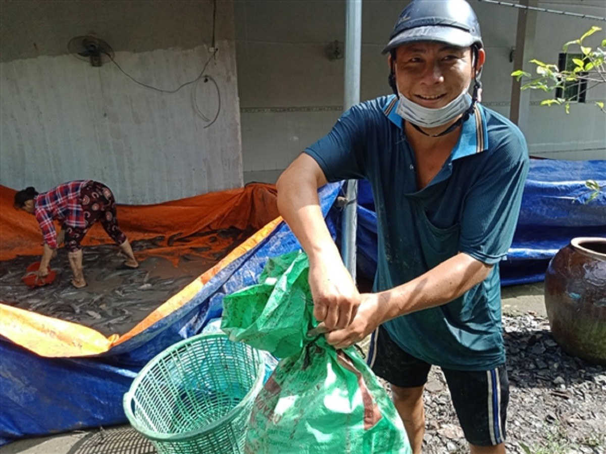 
Để có thể duy trì được kinh tế gia đình thì anh Lê Thanh Tống, sinh năm 1985 tại ấp Mái Dầm, xã Đại Thành, thành phố Ngã Bảy, tỉnh Hậu Giang đã chọn đối tượng là con cá trê trắng để nuôi thử nghiệm
