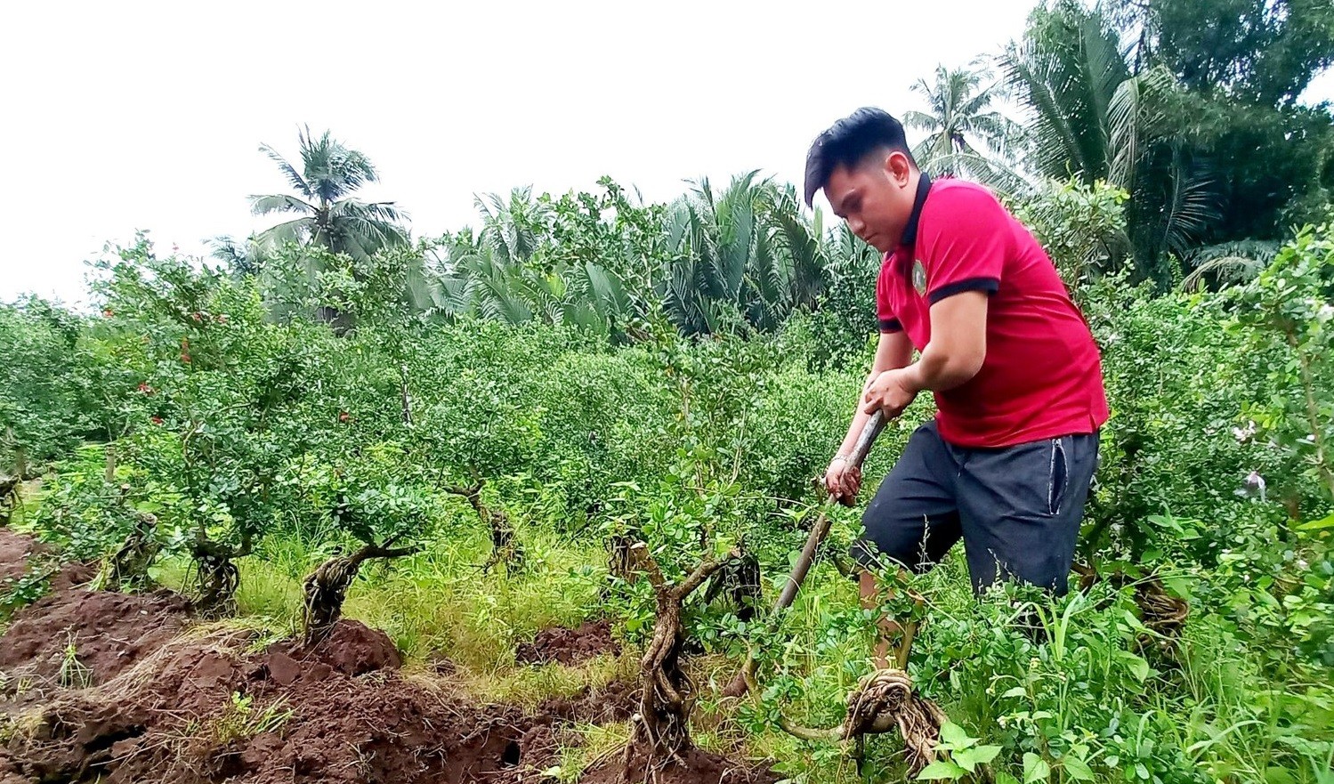 
Cây linh sam hay còn được gọi với các tên như cây ba chia, sam rừng, sam núi, linh sam núi,...
