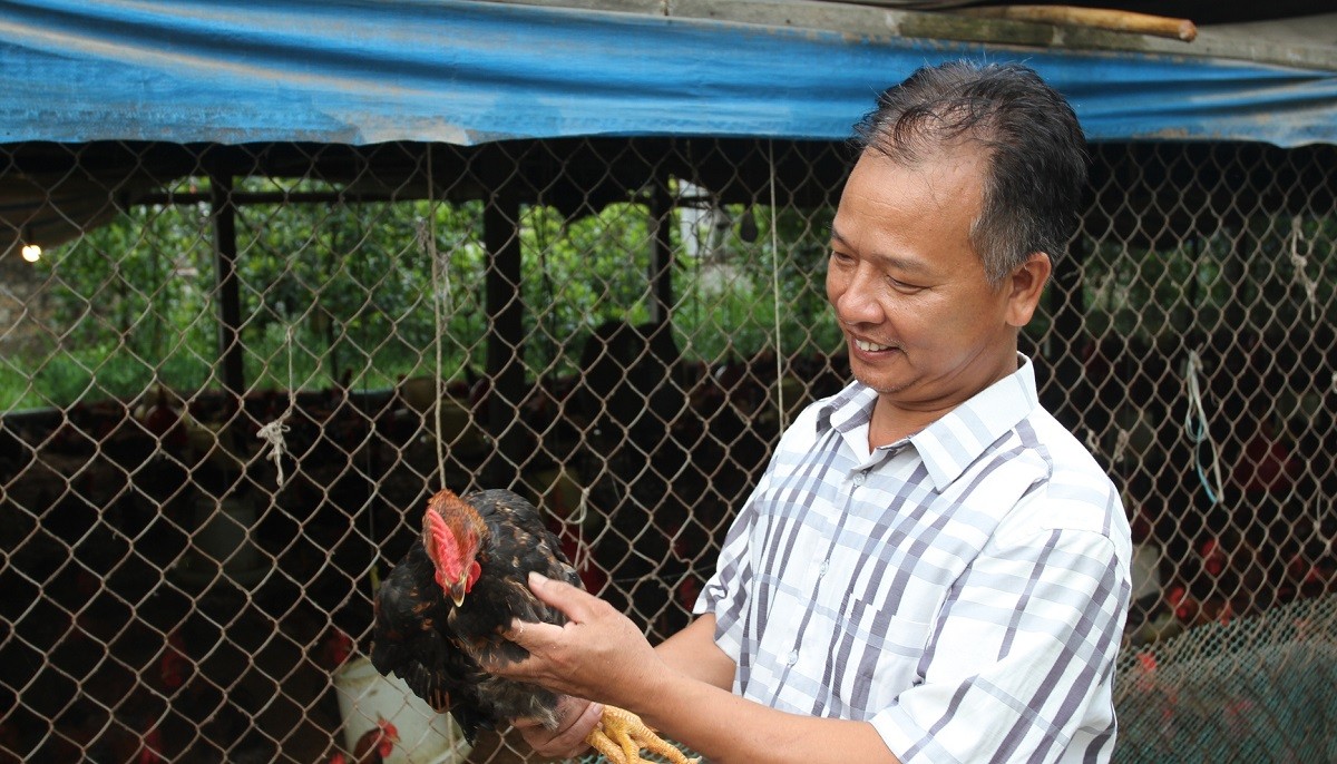 
Ông Quang cho hay, sau nhiều năm bươn chải với đủ nghề khác nhau thì thấy công việc quá vất vả nên năm 2007 ông đã quyết định về quê xây dựng trang trại để chăn nuôi gà
