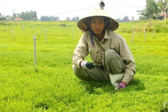 Ông chủ 8x này cho hay, sau khi thuần hóa thì rau nhót trồng thâm canh cho thu hoạch được quanh năm (thời gian khoảng 10 tháng). Đều đặn từ 3 - 5 ngày thì sẽ cho thu hoạch 1 lứa, mỗi lứa sẽ từ 3 - 5 tạ/sào