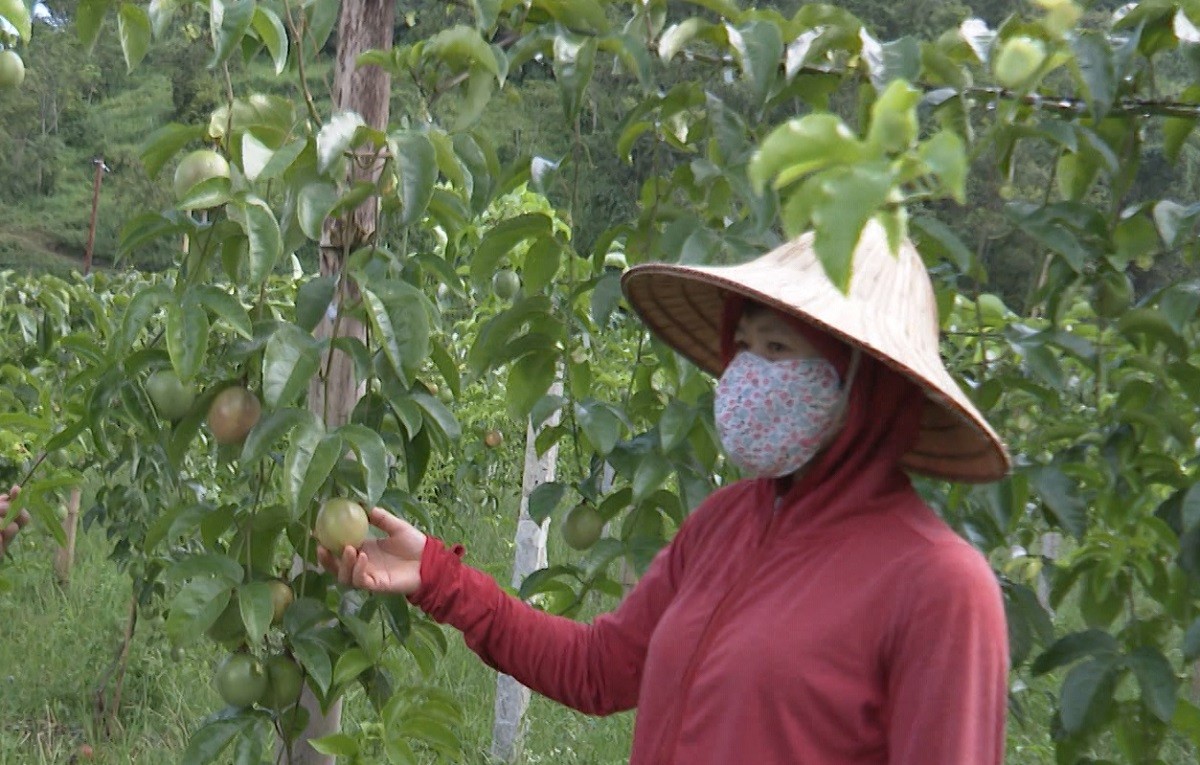 
Với bản tính thích chăn nuôi và trồng trọt, chị Liên đã tìm tòi trên sách vở, báo mạng và các tài liệu hướng dẫn chăm sóc cây trồng, vật nuôi. Cũng nhận thấy thị trường gà ở trên địa bàn còn ít, chị đã mạnh dạn vay mượn vốn từ người thân để đầu tư nuôi gà
