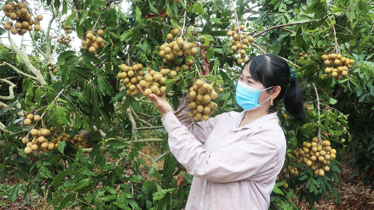 

Cùng với quyết tâm và tinh thần ham học hỏi, từ một hộ gia đình có hoàn cảnh khó khăn, chị Phạm Thị Phương trú tại thôn 9, xã Yang Trung, huyện Kông Chro, tỉnh Gia Lai đã từng bước lên làm giàu với mô hình trồng cây ăn quả như nhãn, xoài, na, ổi, dừa xiêm lùn và nuôi lợn nái
