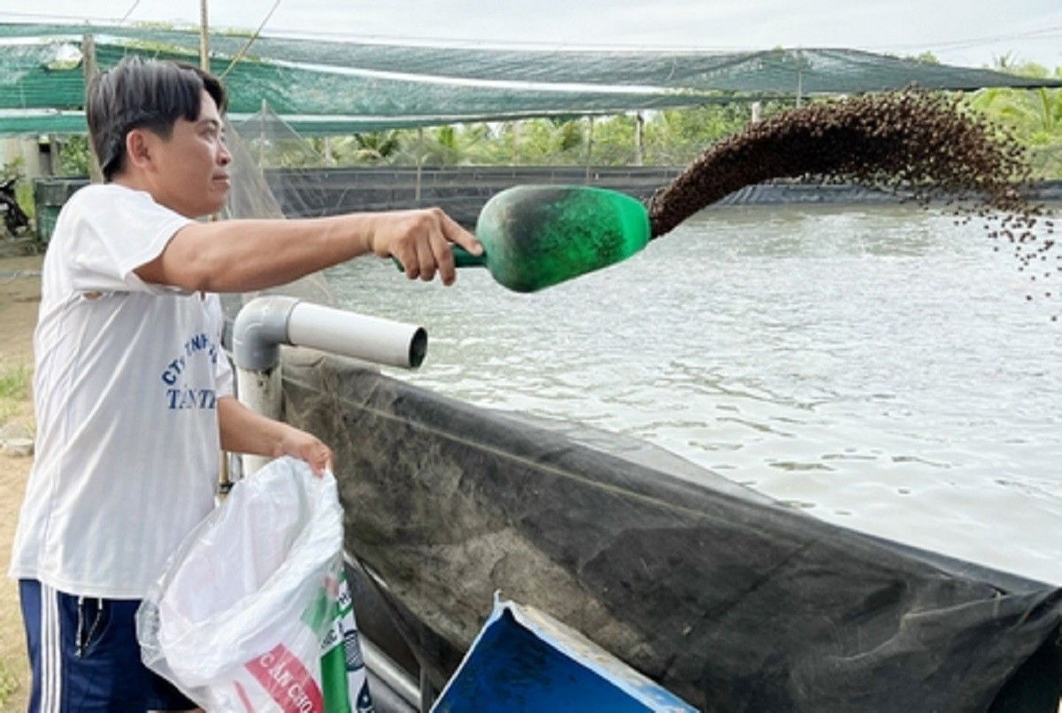 
Trong thời gian đầu, anh Hùng chủ yếu chỉ nuôi cá điêu hồng, cá lóc thương phẩm
