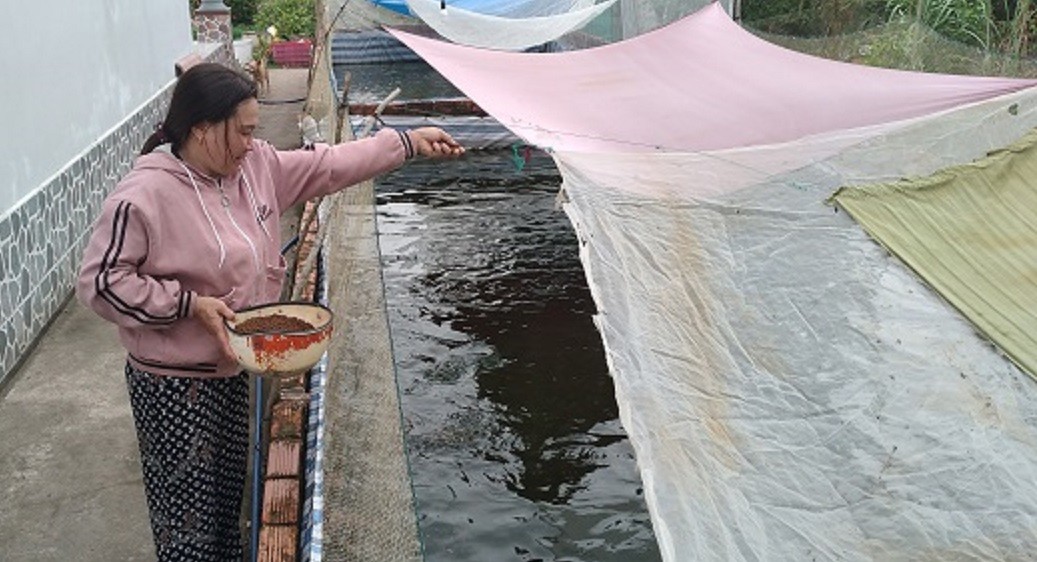 

Tận dụng khoảng đất trống xung quanh nhà để làm bể thực hiện việc nuôi cá rô đồng của chị Lê Thị Hoa trú tại ở ấp 1, xã Nguyễn Phích, huyện U Minh, tỉnh Cà Mau là một điển hình
