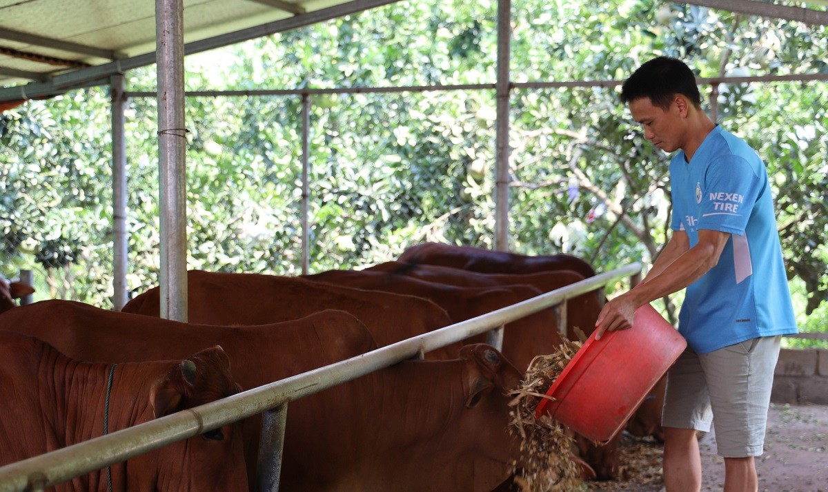 

Sau thời gian 1 năm, gia đình của anh Việt đã tiến hành xuất bán từ 30 - 35 con bò giống và 10 - 12 con bò vỗ béo
