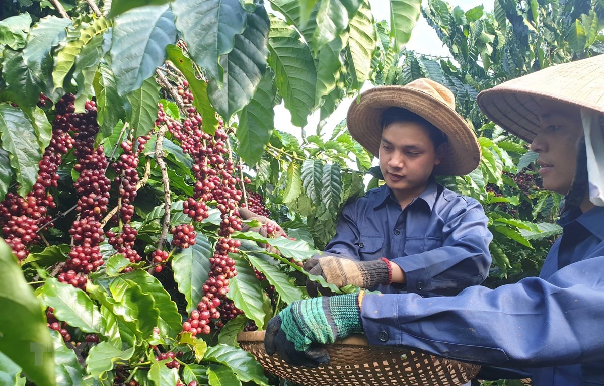 

Thế giới đang thiếu hụt đi nguồn cung, trong khi đó mùa vụ thu hoạch cà phê Việt Nam cũng đang đến gần với sản lượng dự kiến tăng khá, cùng với đó là sự nắm bắt tốt cơ hội từ thị trường, dự báo xuất khẩu cà phê năm nay của Việt Nam có thể thiết lập được mốc kim ngạch kỷ lục là 4 tỷ USD

