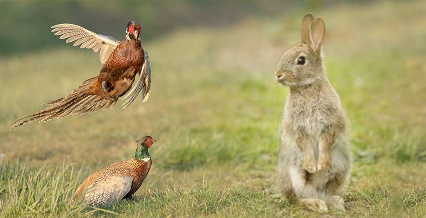 
Có thể nhiều người thắc mắc, thỏ và gà đều là những con vật hiền lành, dễ bắt, tại sao lên núi thì không đuổi theo thỏ còn xuống núi không bắt gà lôi? Ảnh minh họa
