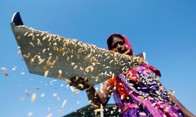 
Ngay sau khi Ấn Độ ban hành lệnh cấm liên quan đến vấn đề xuất khẩu gạo, giá gạo đồ 5% tấm của nước này đã ghi nhận mức tăng từ 379- 387 USD/tấn lên 385- 392 USD/tấn. Ảnh minh họa
