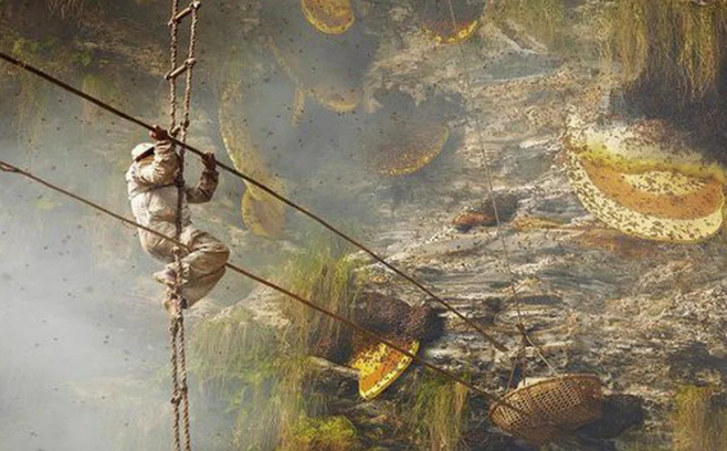 
Dù đã nghìn năm trôi qua, những người đàn ông Gurung vẫn duy trì việc kiếm sống bằng nghề săn mật ong rừng quý hiếm, ngày nghèo treo mình lơ lửng trên không giữa các ngọn núi cao lớn
