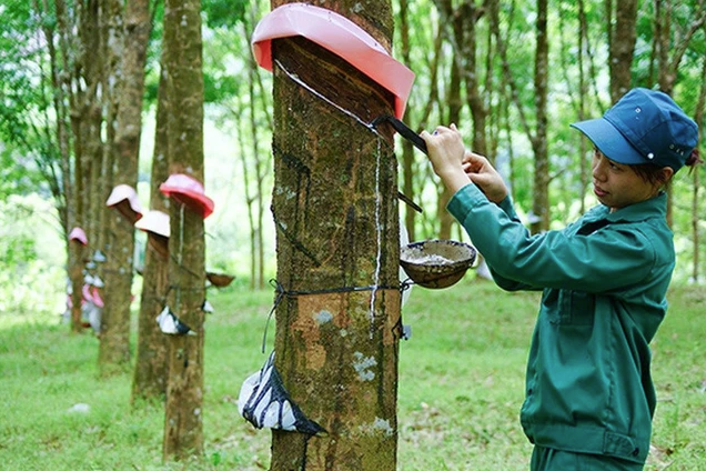 
Tính đến thời điểm cuối quý 2 năm nay, nợ vay tài chính của GVR là 6.673 tỷ đồng, trong đó khoảng 60% của công ty này là nợ dài hạn. Ảnh minh họa
