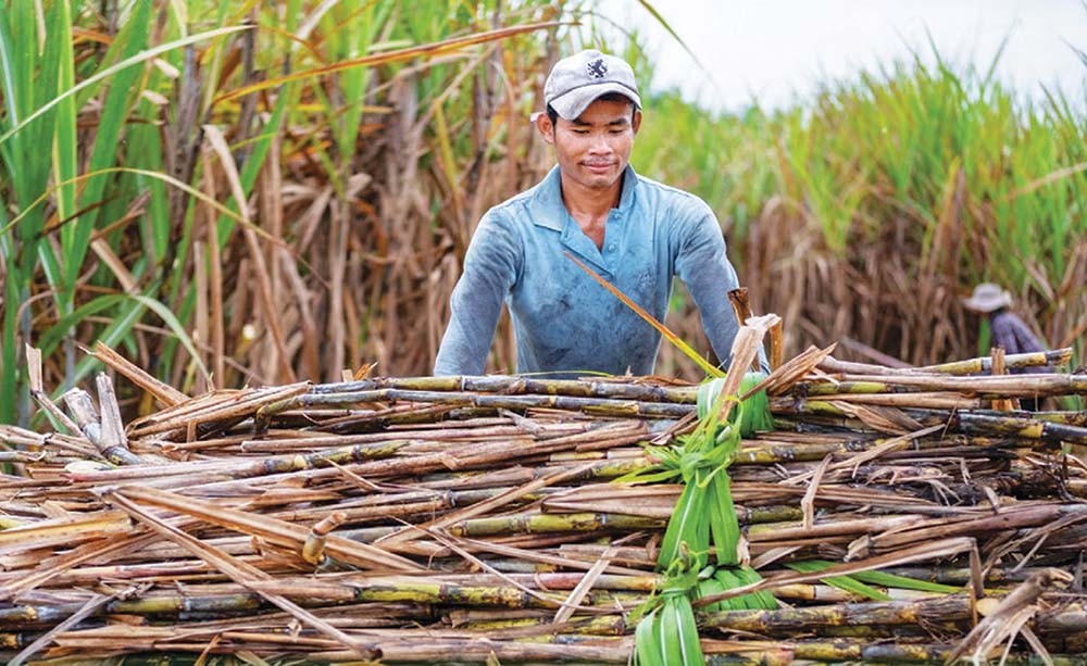 
Theo dự báo của Mía Đường Sơn La, giá cả nguyên vật liệu trước những khó khăn của thị trường và tác động của biến đổi khí hậu sẽ khiến sản lượng mía sụt giảm và ngành mía đường trong năm nay tiếp tục gặp nhiều khó khăn. Ảnh minh họa
