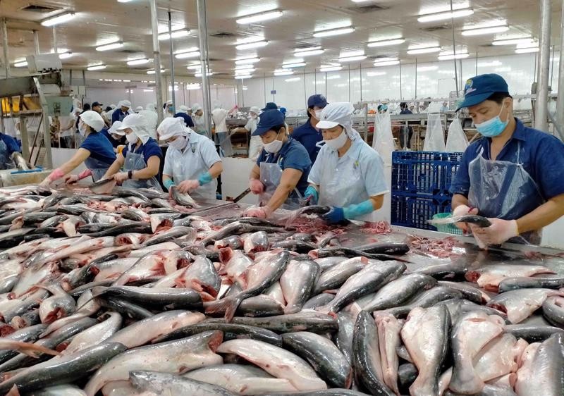 Những tháng gần đây cho thấy, làn sóng Covid-19 hồi cuối năm 2021 đã tác động trực tiếp đến nguồn cá nguyên liệu, khiến cho nguồn cá này bị thiếu hụt. Ảnh minh họa