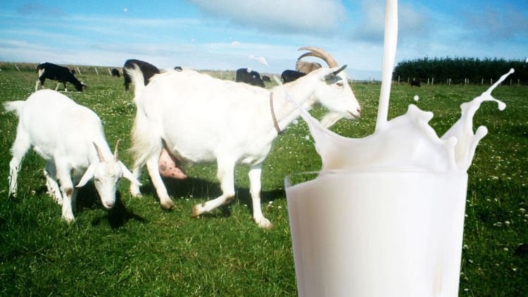 
Sản phẩm sữa dê Kabrita được giới thiệu là sở hữu những đặc tính ưu việt, trong đó đặc biệt dịu nhẹ đối với hệ tiêu hóa của trẻ nhỏ mà chỉ sữa dê mới có được đặc tính này. Ảnh minh họa
