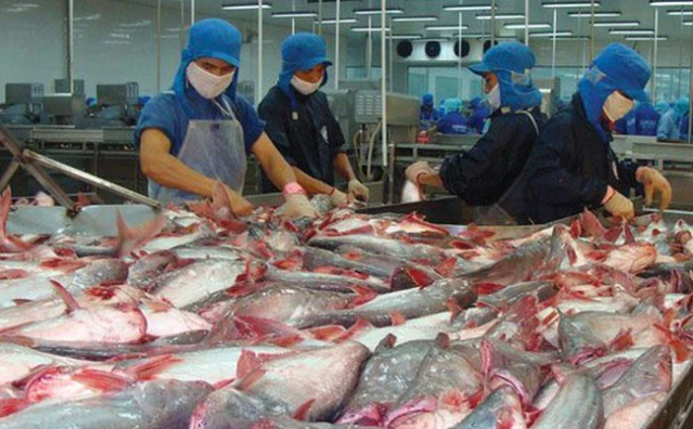 Nhớ lại giai đoạn 2012-2012, bên cạnh những cái tên như Minh Phú, Vĩnh Hoàn, mỗi khi nhắc đến xuất khẩu thủy sản, nhiều người sẽ liên tưởng ngay đến Agifish, Anvifish Cadovimex, Hùng Vương hay Quốc Việt. Ảnh minh họa