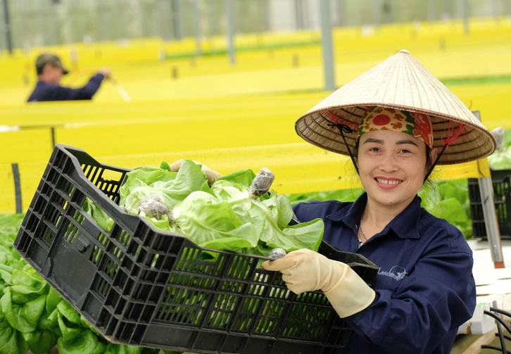 
Thời điểm hiện tại, nhiều nông hộ tại vùng trồng nông sản Đà Lạt gồm có Đà Lạt cùng với các huyện lân cận đang tất bật, nhộn nhịp chuẩn bị cho những đơn hàng xuất khẩu sang Hàn Quốc và Malaysia
