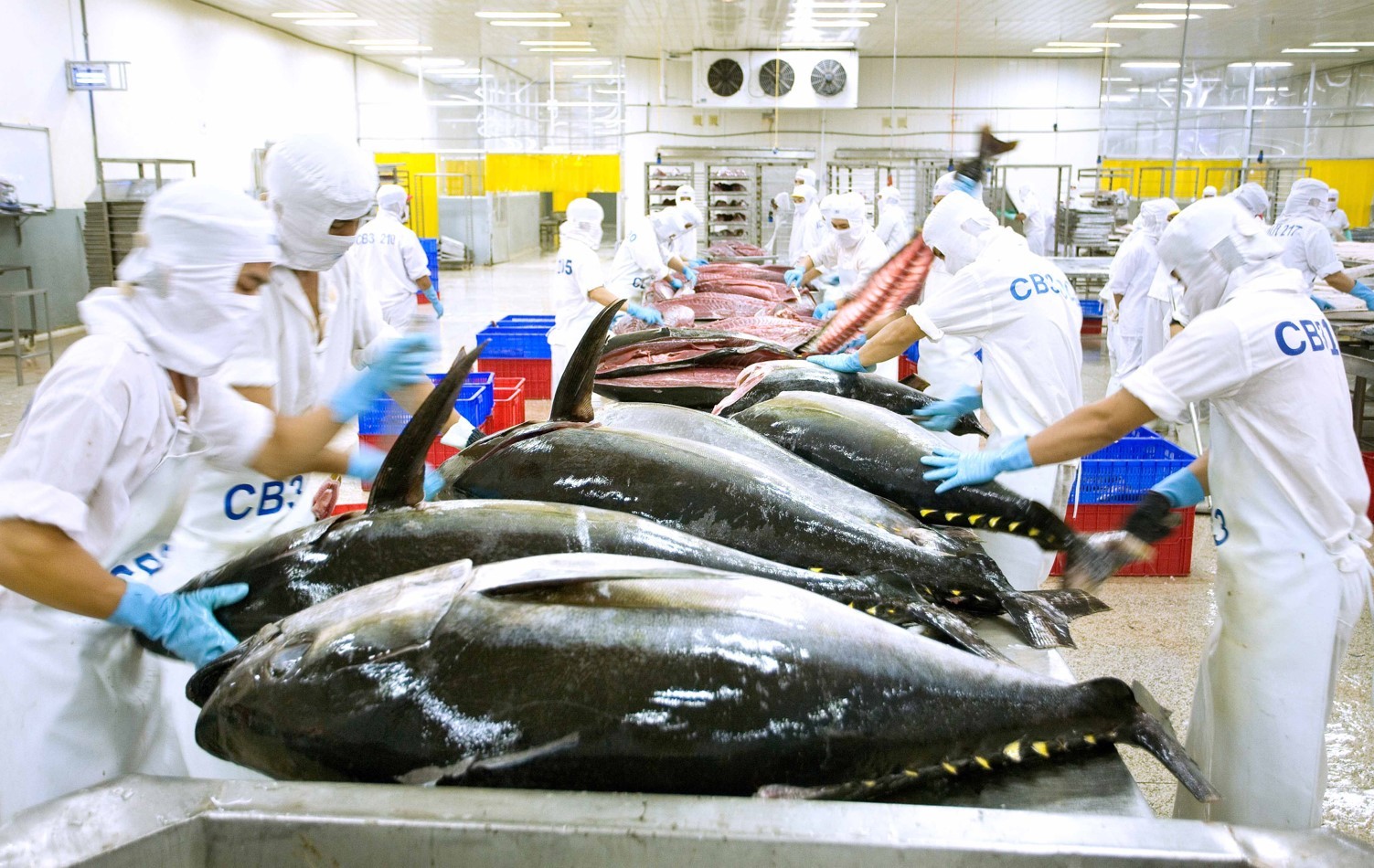 
Theo VASEP, trong bối cảnh lạm phát tại các quốc gia châu Âu ngày càng gia tăng, việc tiêu thụ cá ngừ tại khối thị trường này trong thời gian tới vẫn tiếp tục gia tăng do nhiều nguyên nhân, đặc biệt là với các sản phẩm cá ngừ đóng hộp
