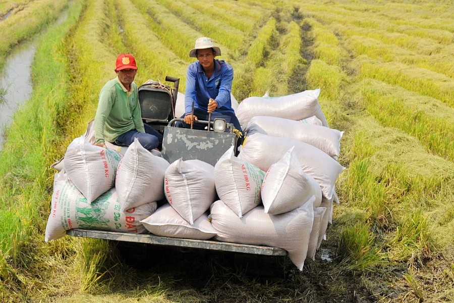 
Theo Chứng khoán VNDirect, 2 “ông lớn” Lộc Trời và Trung An cùng với tỷ trọng xuất khẩu gạo lớn chính là những doanh nghiệp được hưởng lợi nhớ từ xu hướng tăng của giá gạo, giúp biên lợi nhuận tăng lên. Ảnh minh họa
