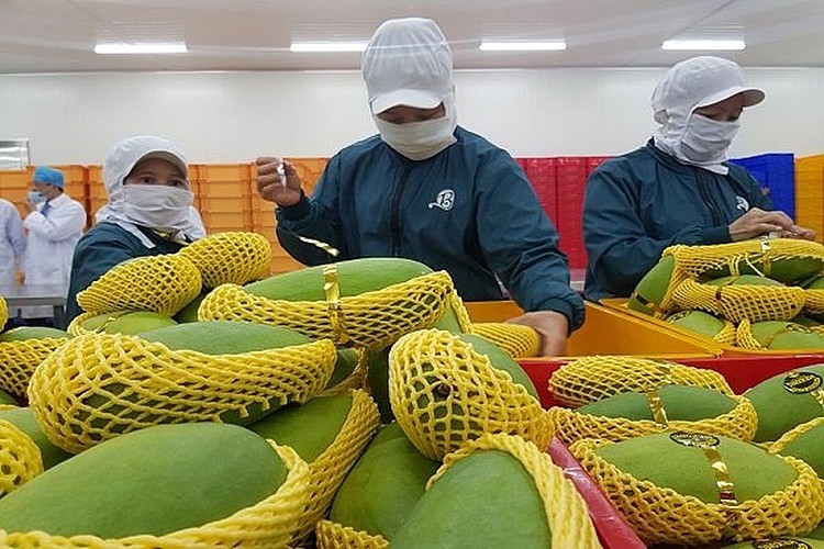 
Thông qua các diễn đàn, nhiều doanh nghiệp trong ngành cũng kỳ vọng việc mở cửa của Trung Quốc để nhiều loại trái cây có thể xuất khẩu sang thị trường này chính là động lực thúc đẩy xuất khẩu rau quả của năm tới. Ảnh minh họa

